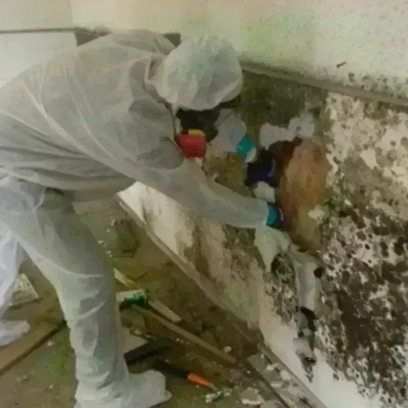 Mold Remediation and Removal in Van Alstyne, TX